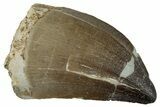 Large, Fossil Mosasaur (Prognathodon) Tooth - Morocco #262817-1